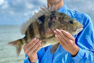 Boy holding a sheepshead fish
